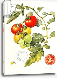 Постер Эден Маргарет (совр) Tomatoes, 1994