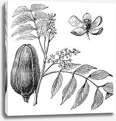 Постер Mohagany or Meliaceae. Melia azedarach illustration