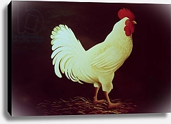 Постер Коффи Дори (совр) Rooster