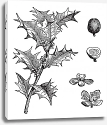 Постер Holly or Ilex aquifolium vintage engraving