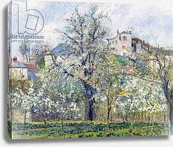 Постер Писсарро Камиль (Camille Pissarro) The Vegetable Garden with Trees in Blossom, Spring, Pontoise, 1877