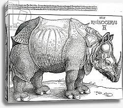 Постер Дюрер Альбрехт The Rhinoceros, 1515