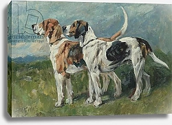 Постер Эммс Джон Pair of Foxhounds, 1900