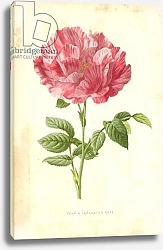 Постер Хулм Фредерик (бот) York & Lancaster Rose