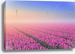 Постер Голландия. Туман и рассвет над полем с тюльпанами №3