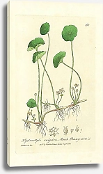 Постер Hydrocotyle vulgaris. Marsh Penny-wort 1