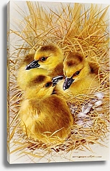 Постер British Birds - Canada Goose