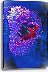 Постер Розовая рыбка неоновом анемоне