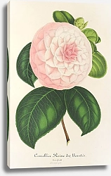 Постер Лемер Шарль Camellia Reine des Beautés