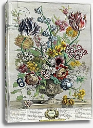Постер Кастилс Питер April, from 'Twelve Months of Flowers', 1730
