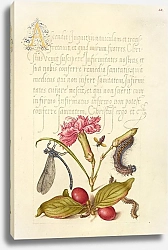 Постер Хофнагель Йорис Damselfly, Carnation, Firebug, Caterpillar, Carnelian Cherry, and Centipede