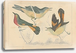 Постер Birds 6
