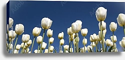 Постер Панорама с белыми тюльпанами