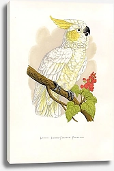 Постер Lesser Lemon-Crested Cockatoo