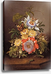 Постер Бауер Фердинанд Passionflowers