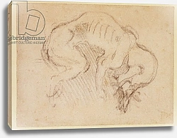 Постер Микеланджело (Michelangelo Buonarroti) Study of a dog