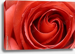 Постер Красная роза крупным планом