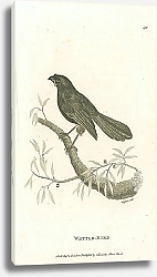 Постер Wattle-Bird 1