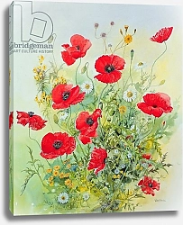 Постер Гиббинс Джон (совр) Poppies and Mayweed