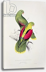 Постер Лир Эдвард Crimson-Winged Parakeet