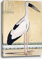 Постер Школа: Индийская 18в An Open-Beaked Stork, c. 1780