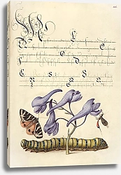 Постер Хофнагель Йорис Scarlet Tiger-Moth, Larkspur, Insect, and Caterpillar