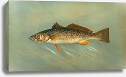 Постер Петри Джон The Spanish Mackerel, Scomberomorus maculatus.