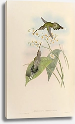 Постер Phaethornis Hispidus