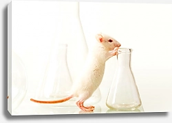 Постер Лабораторная мышь и пробирки