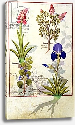 Постер Тестард Робинет (бот) Ms Fr. Fv VI #1 fol.114v Top row: Orchid and Fumitory or Bleeding Heart c.1470