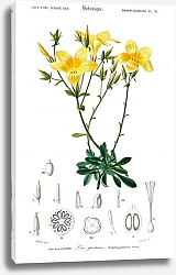 Постер Лен желтый (Linum glandulosum)
