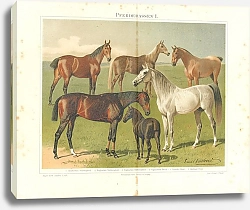 Постер Horse Breeds I. English, Arabic, Norfolk, Hungarian, Shetland