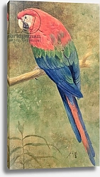 Постер Маркс Генри Red and Blue Macaw