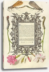 Постер Хофнагель Йорис Damselflies, Caterpillars, Carnation, and Poet’s Jasmine