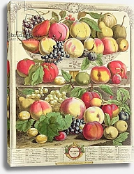 Постер Кастилс Питер September, from 'Twelve Months of Fruits', by Robert Furber engraved by Henry Fletcher, 1732