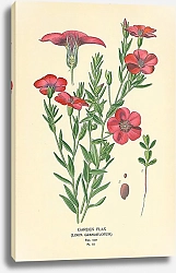 Постер Garden Flax (Linum Grandiflorum)