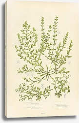 Постер Chickweed, Sand Trapwort, Glabrous Rupture Wort, Hairy r.w., Whored Knot-grass, Four-leaved All-seed