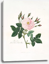 Постер Лоуренс Мэри Rosa alba or Great maiden’s blush rose.