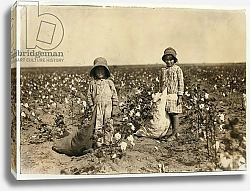 Постер Хайн Льюис (фото) Jewel and Harold Walker, 6 and 5 years old, pick 20 to 25 pounds of cotton a day at Geronimo,Comanche County Oklahoma, 1916