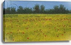Постер Берн Алан (совр) Yellow Field with Poppies, 2002