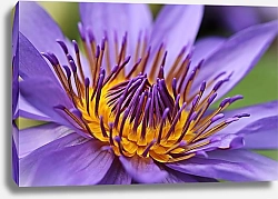 Постер Фиолетовая водяная лилия