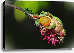 Постер Зелёная лягушка на ветке с розовым цветком