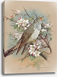 Постер The Cuckoo