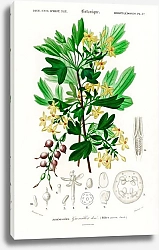 Постер Смородина золотистая (Ribes Aureum)