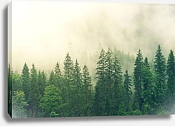 Постер Зеленый лес под дождем