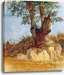 Постер Рейнхолд Хайнрих A Tree in Campagna, 1822-23