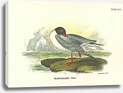 Постер Black-Headed Gull 4