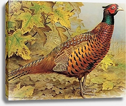 Постер British Birds - Pheasant
