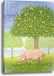 Постер Дитц (совр) Left Hand Orchard Pig