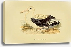 Постер Wandering  Albatross